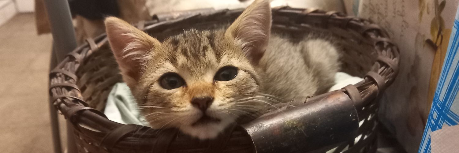 Esteban Giadanes banner