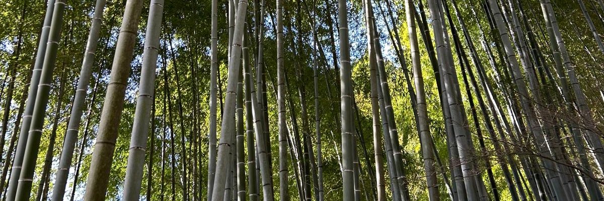 laiasala00's profile banner image