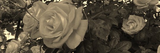 ✞DHARAღ banner