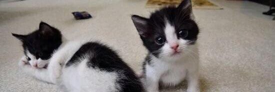 _AnimalAddicts_'s profile banner image