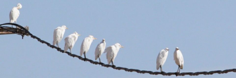 Alberto Sánchez-Cano banner