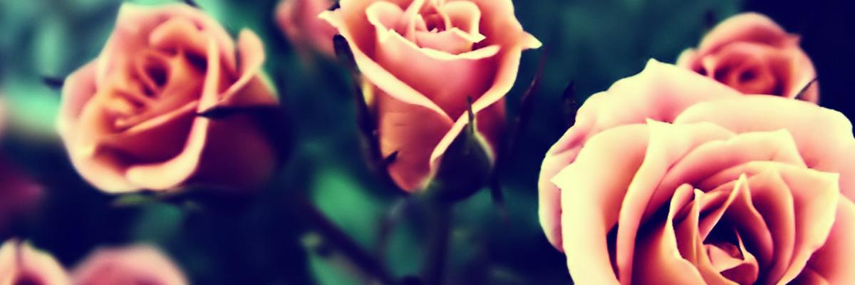 lushsound's profile banner image