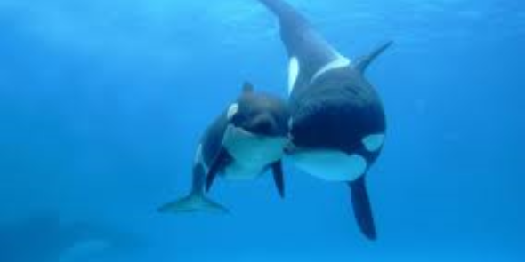 Free The Orcas! banner