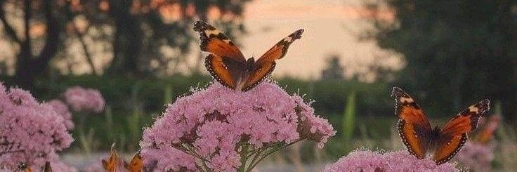 Flor_smilee's profile banner image