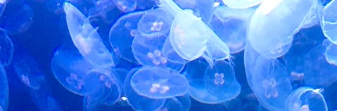 acoaco_tegetege's profile banner image
