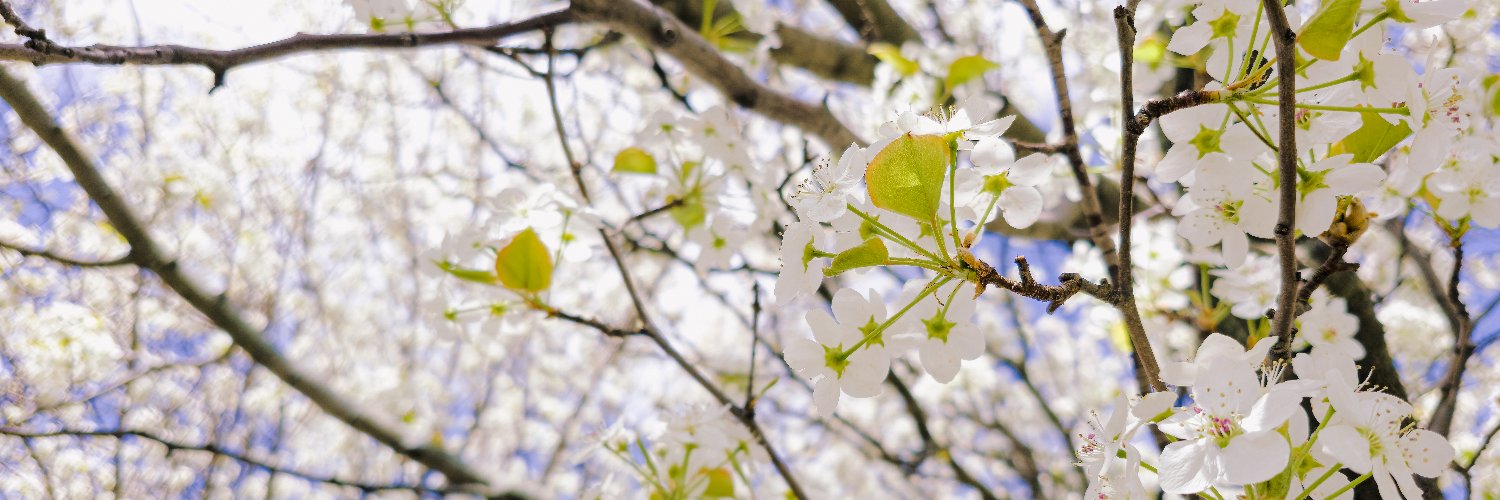 @Redfuchs@furries.club banner