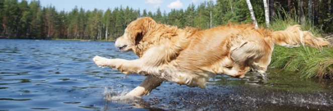 Your Dog Magazine banner