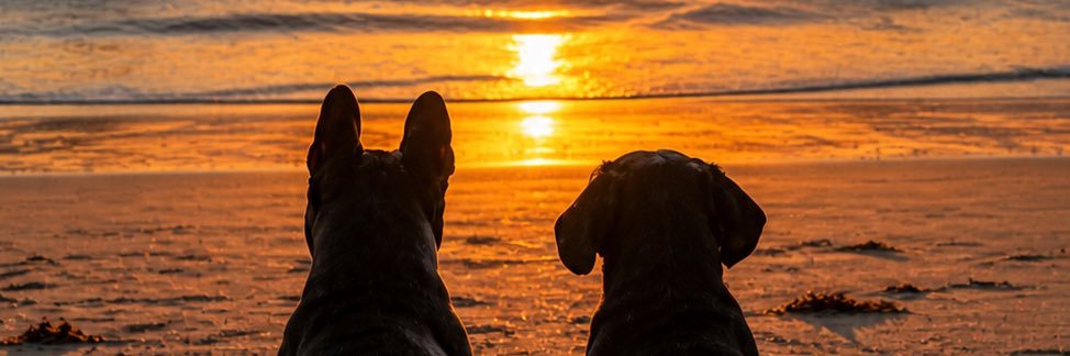 emry_marquez03's profile banner image