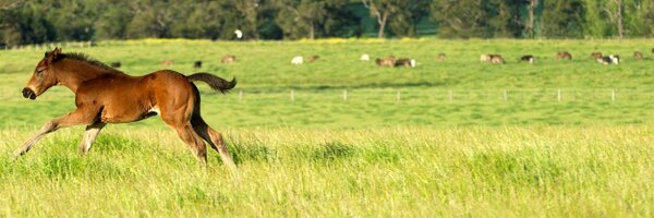 Sledmere Stud Profile Banner