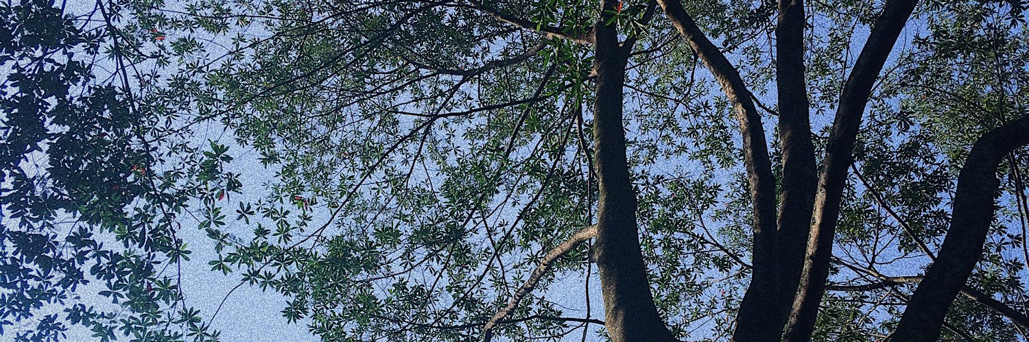 fatimaerwan's profile banner image