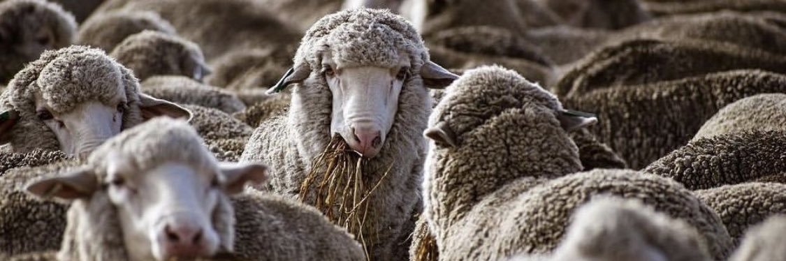 Dr Jess Rickard banner