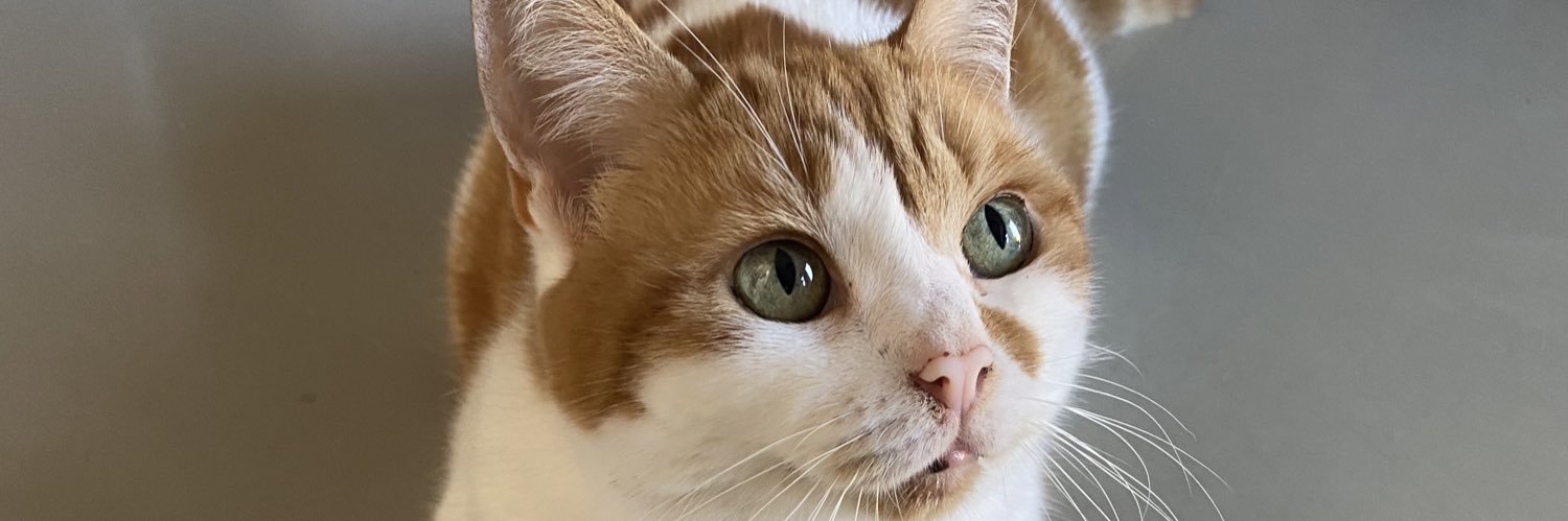pooka8677's profile banner image