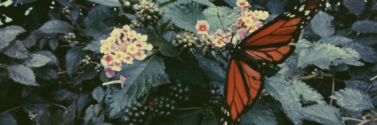 MansmithBonnie's profile banner image