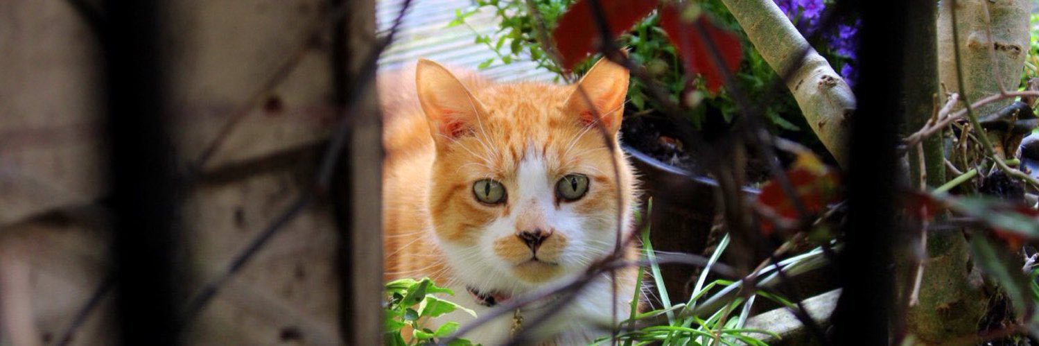 Catcuddles London banner