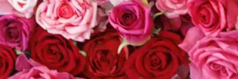 prineetbains's profile banner image