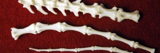 carbaidh's profile banner image