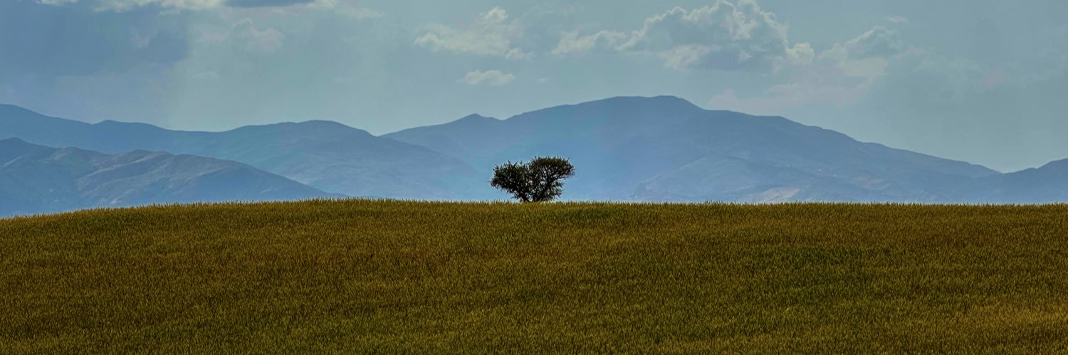 Sina banner