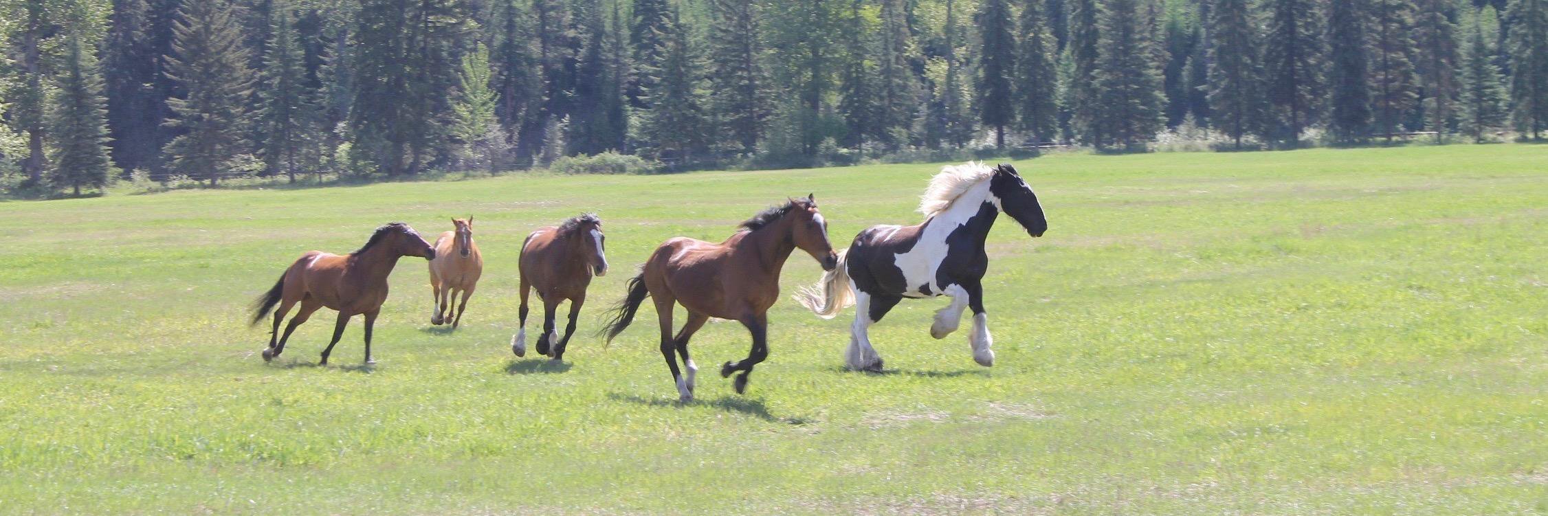 Anson MacLauchlan banner