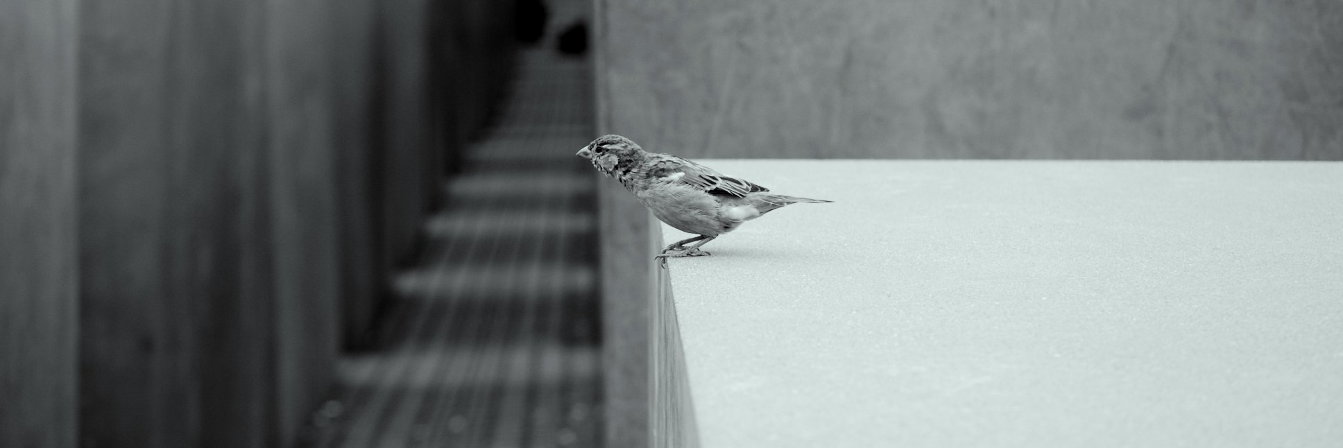 Pittilla_O's profile banner image
