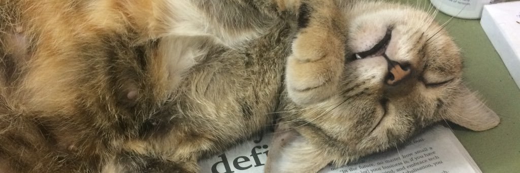 Bopeeppop's profile banner image