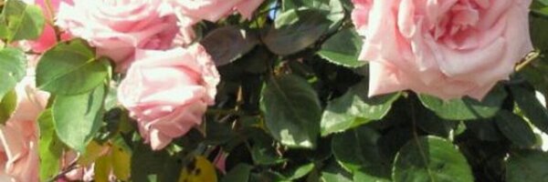 sugarroses5 Profile Banner