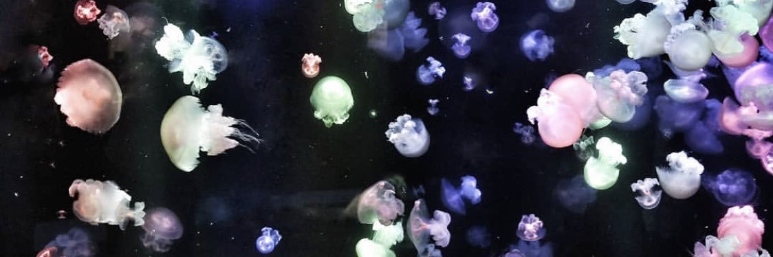 suuchan1229's profile banner image