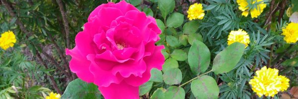 Alexaschloss Profile Banner