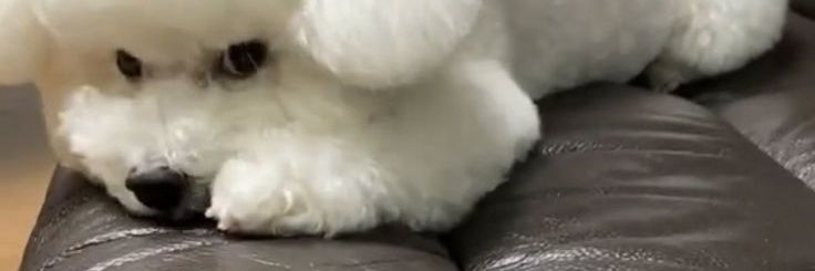 Myyoonoh's profile banner image