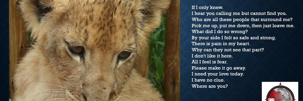 ScotlandRoars's profile banner image