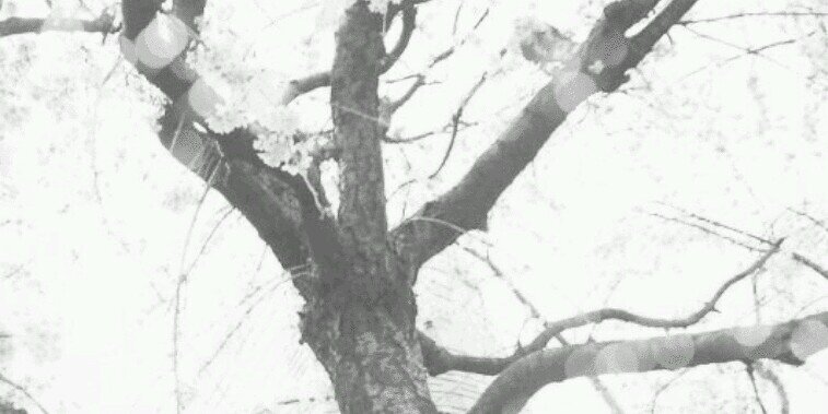 blossom__SHO's profile banner image