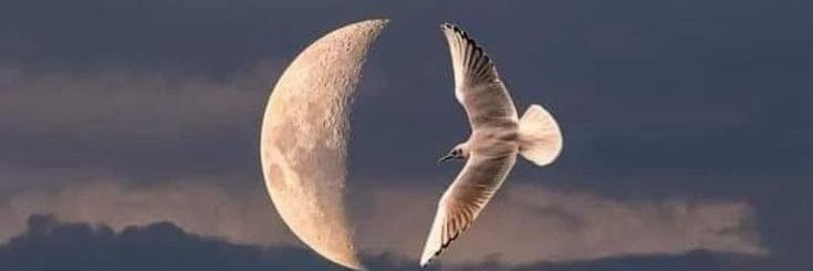 𝓕𝓪𝓻𝓪𝓱🦋🤍 ⁰⁵⁰ banner