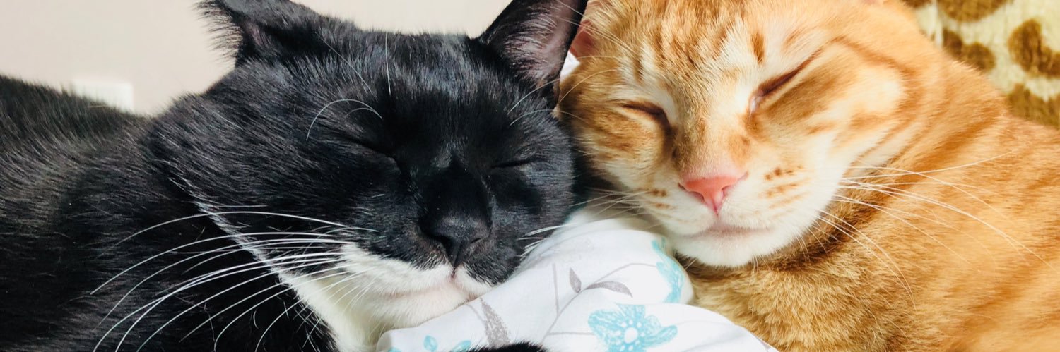 울음따발총🤦‍♂️ 약밥임자🐱 banner