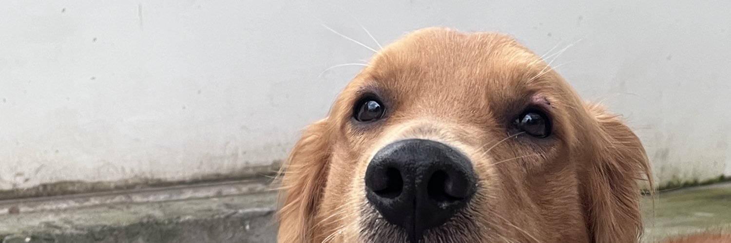 pauru0's profile banner image