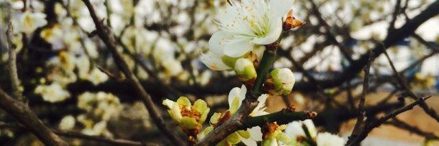 spring_forme's profile banner image