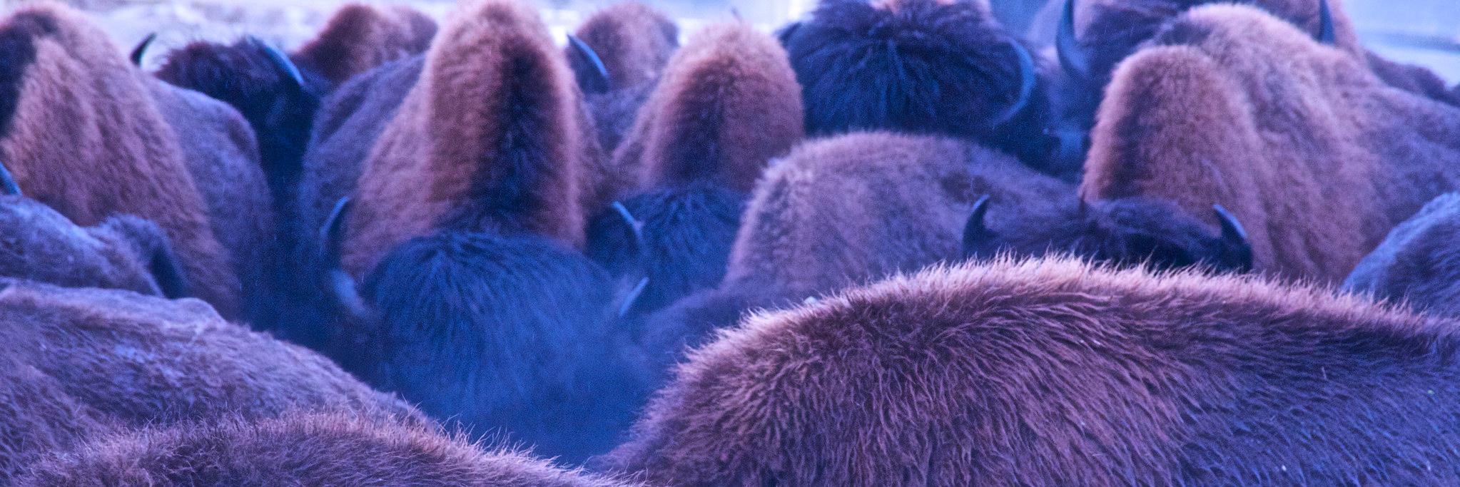 Lauren (Bison Nerd) Markewicz banner