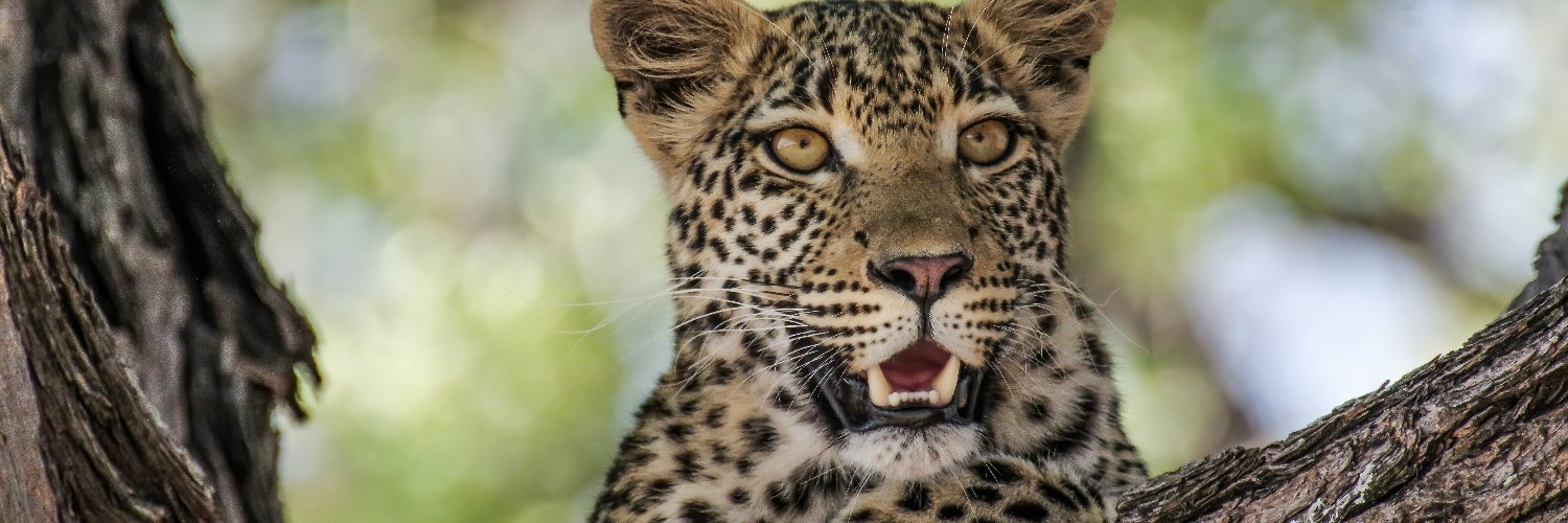 Africa Collection UK banner