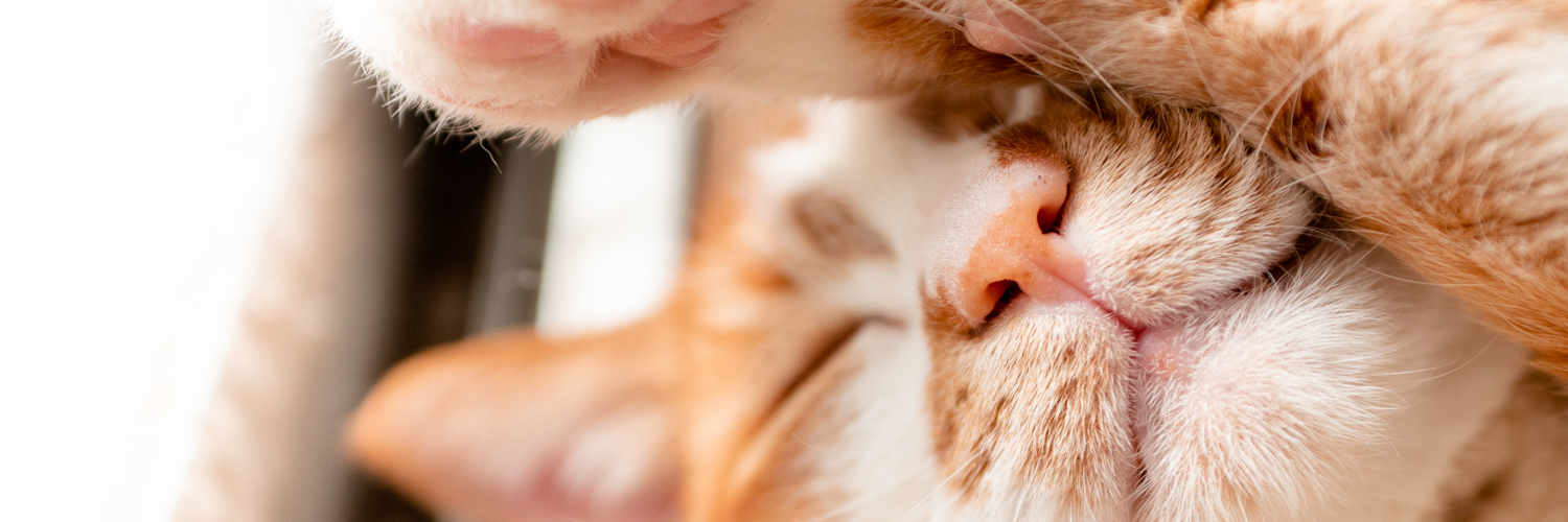 ぽぽねこ®︎【公式】ハゲにくい猫首輪's banner
