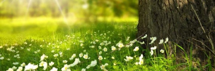 PobreBambi's profile banner image