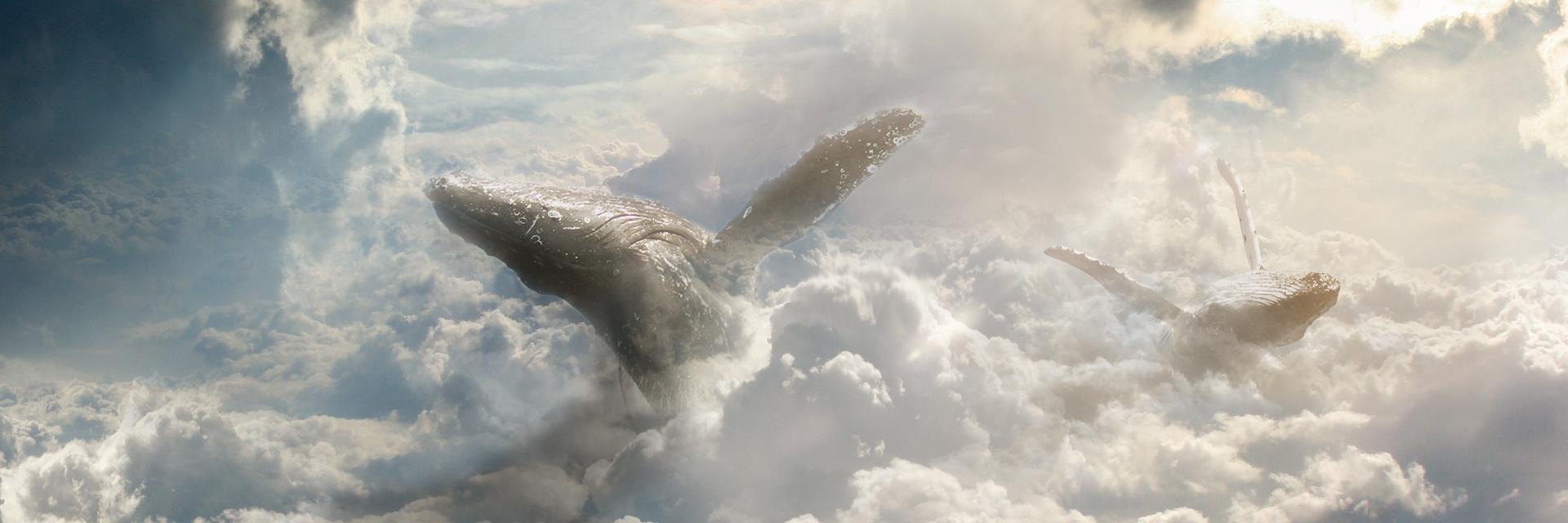 ForeverxWar's profile banner image