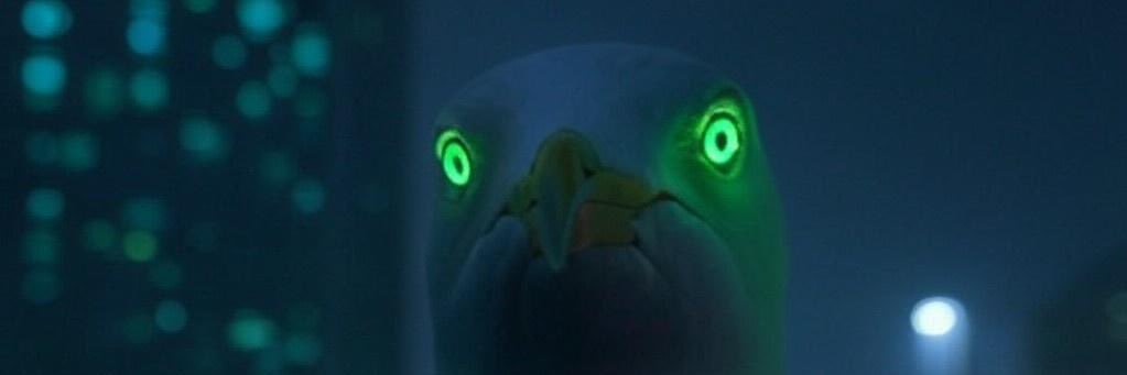 Gull banner