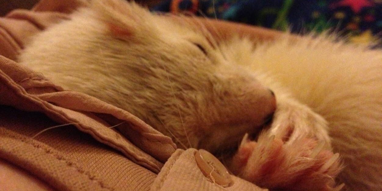 Melissa Williams banner