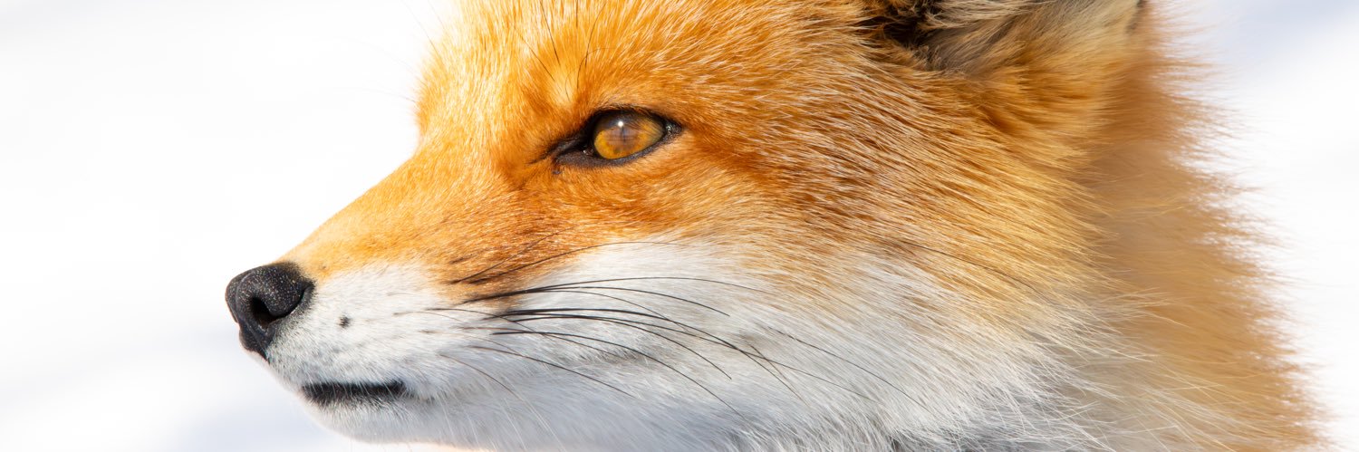NikoNeco's profile banner image