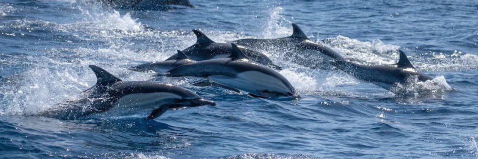 DolphinTecno's profile banner image