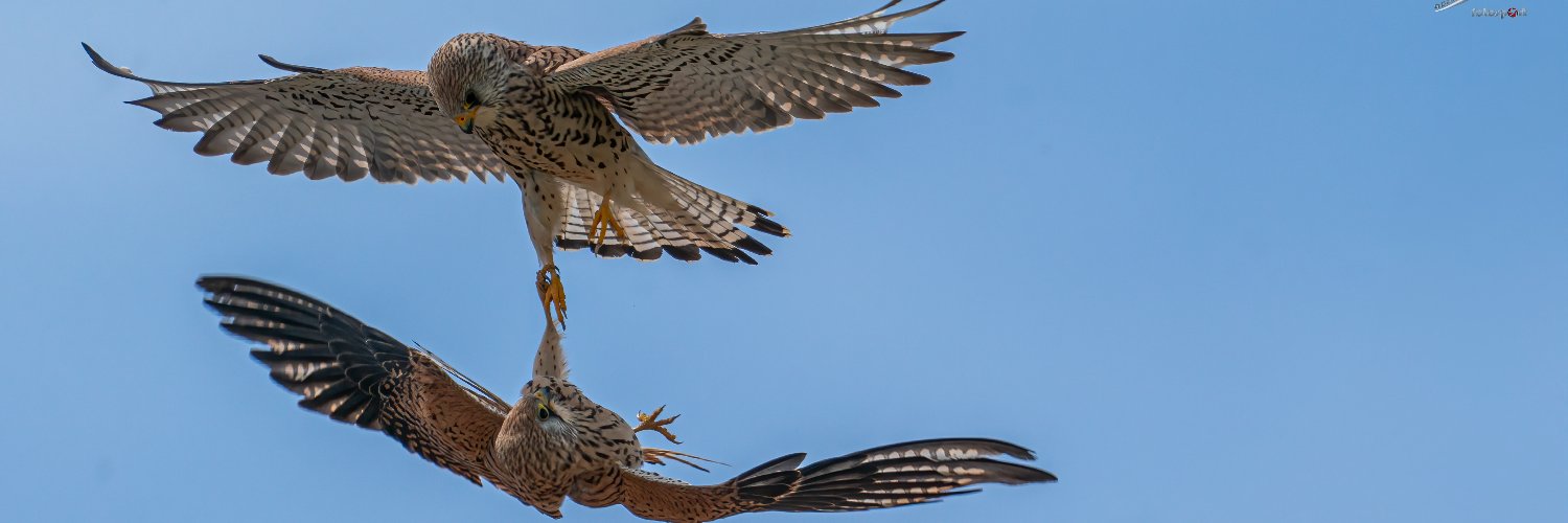 AcafuCaas's profile banner image