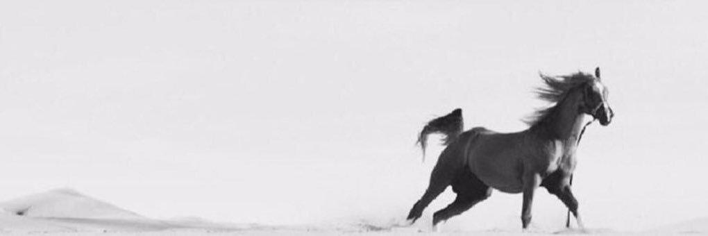 sal3tibi5's profile banner image