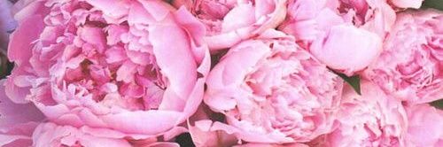 daniiepach's profile banner image