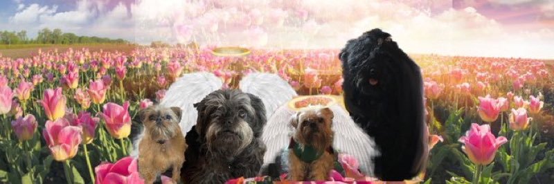 Paula Moses🇺🇸🇨🇦❤️🐾☮️ banner