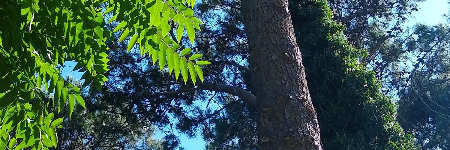 solocasandra's profile banner image