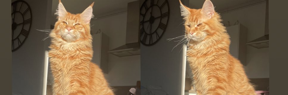 JuliaHtm's profile banner image