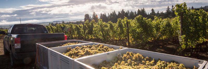 drink_riesling's profile banner image